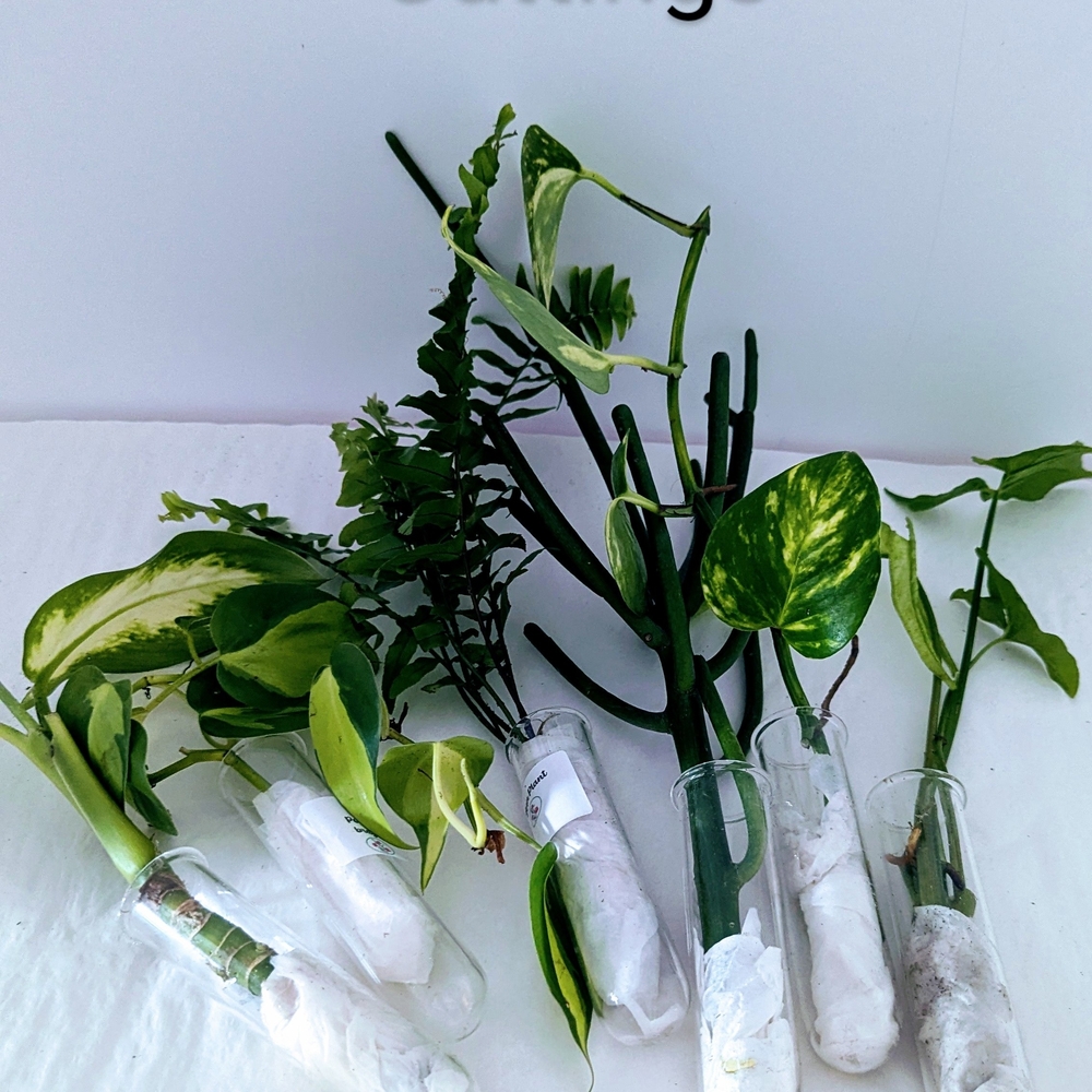 Cuttings shipped hydroponically  For Pet Environment. Five Houseplants.